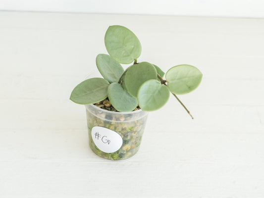 Hoya 'Grey Fairy' | 2-Inch