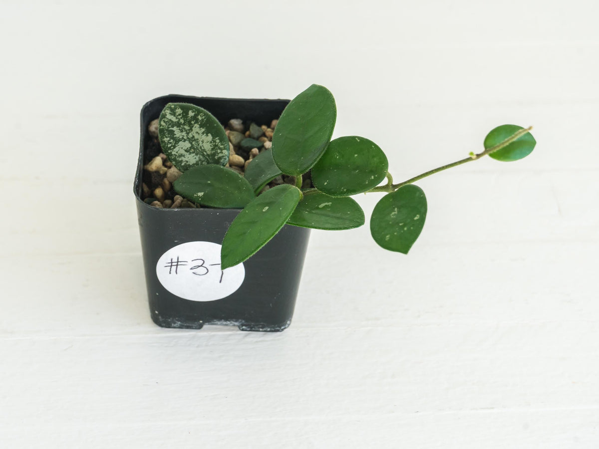 Hoya 'Mathilde' | 2-Inch