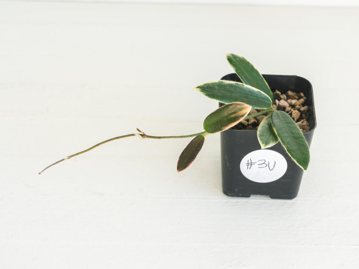 Hoya lyi 'Prism' (Pink Flower) | 2-Inch