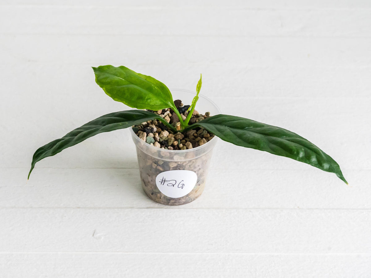 Hoya decipulae (Outer Variegated) | 2-Inch
