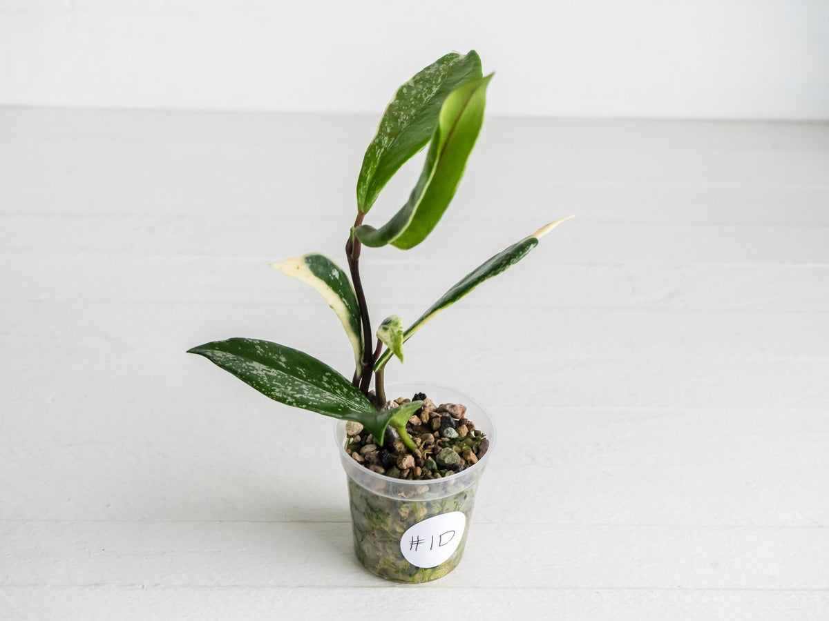 Hoya pubicalyx (Albo, Splash) | 2-Inch