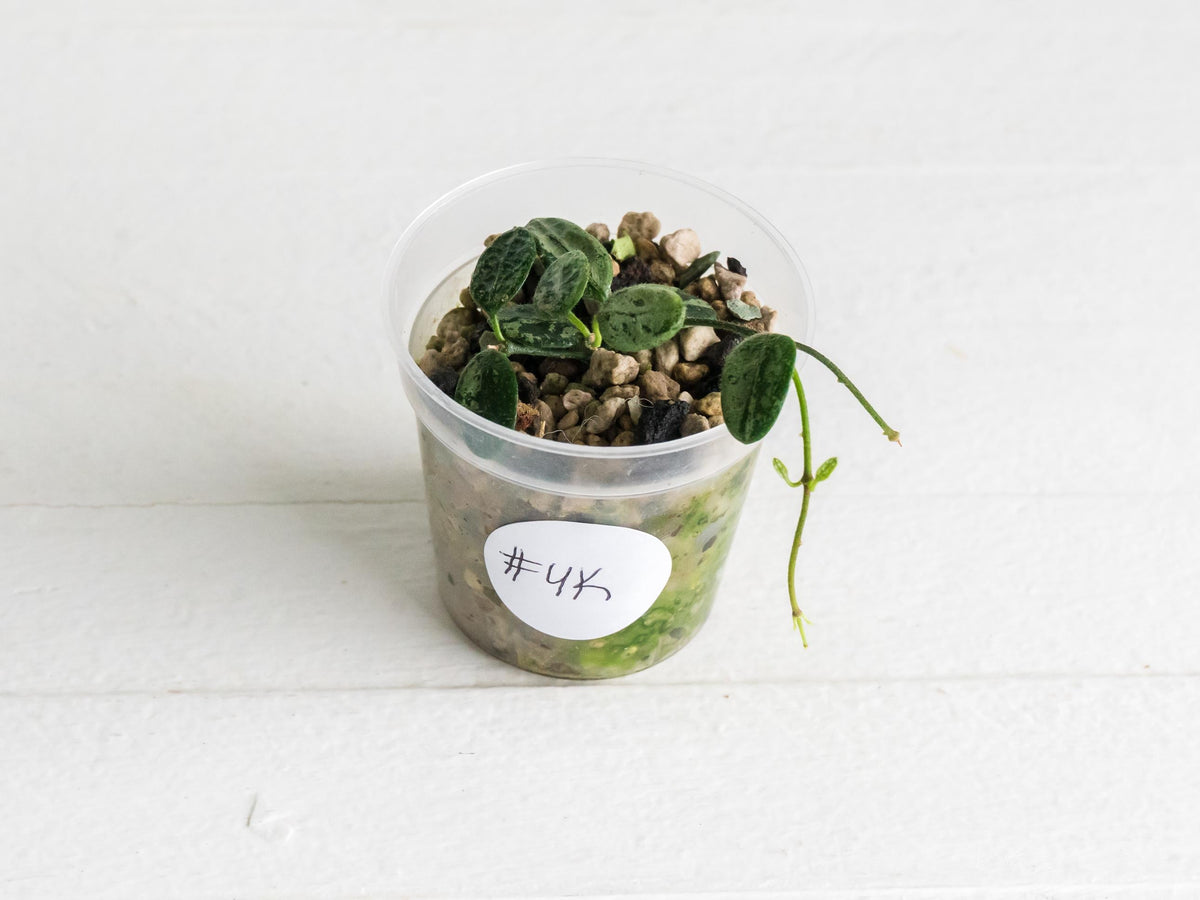 Hoya serpens (Splash) | 2-Inch
