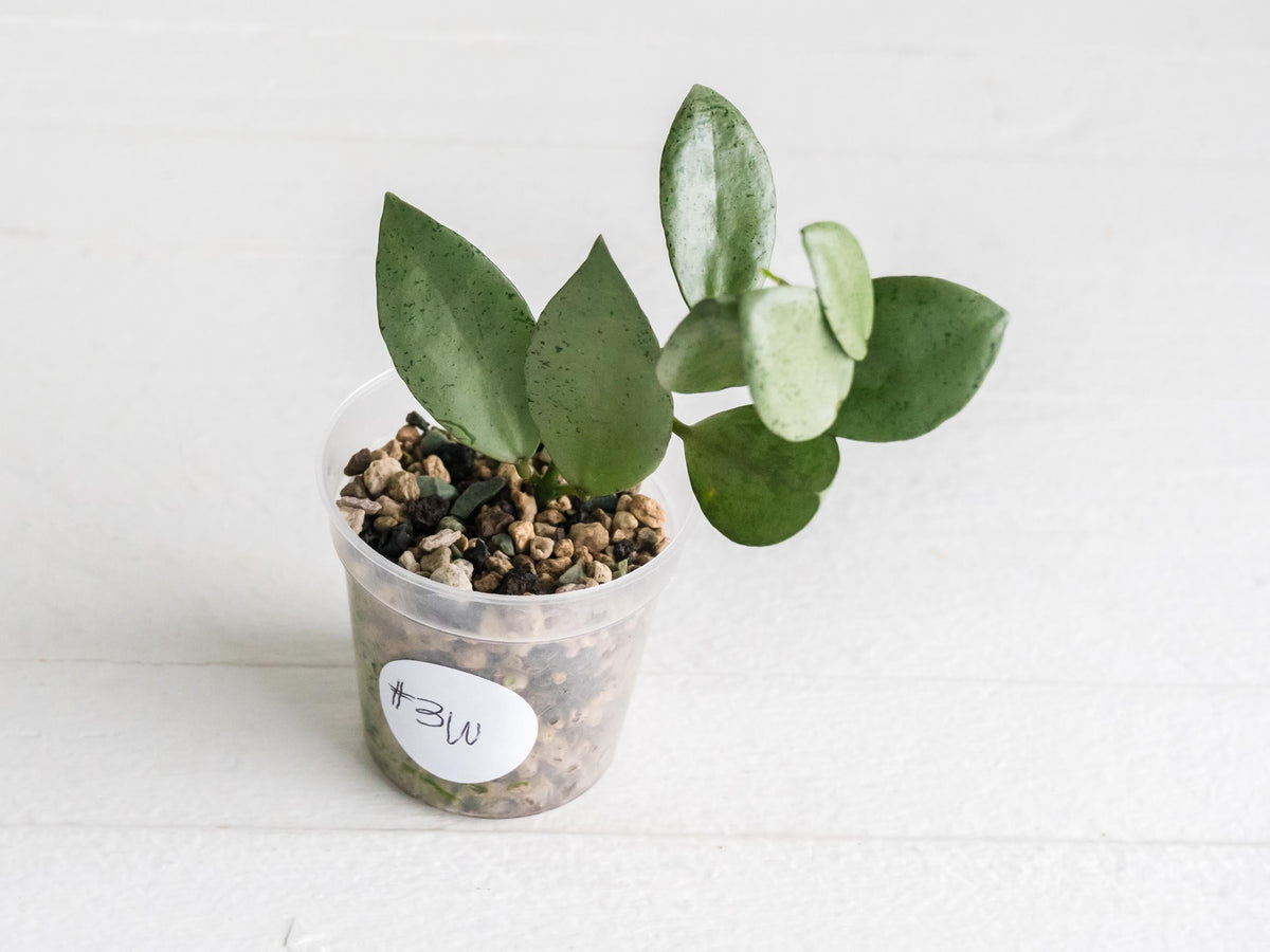 Hoya lacunosa 'Silver Mint Coin'