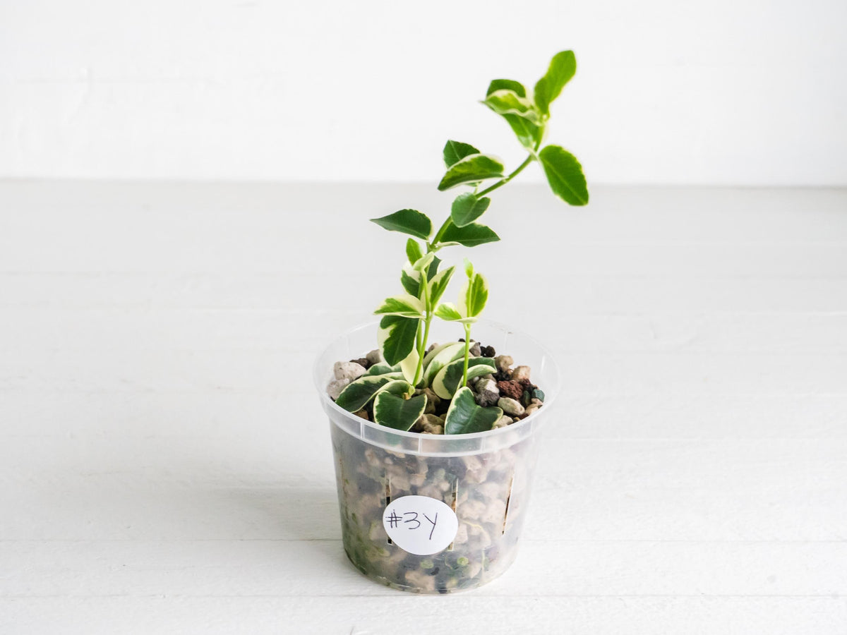 Hoya cumingiana (Albo | Outer Variegated) | 3-Inch