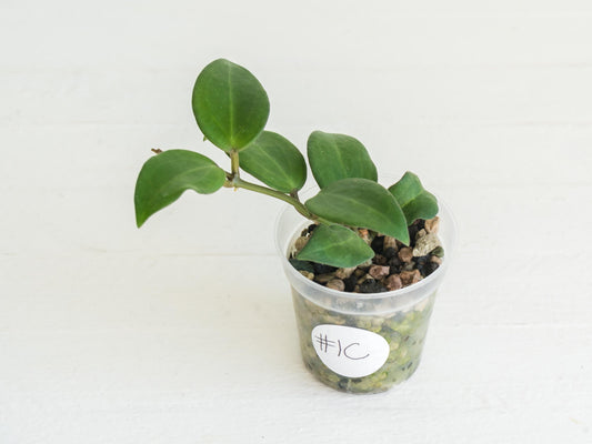 Hoya ‘Aramelon’ (UPT012) | 2-Inch