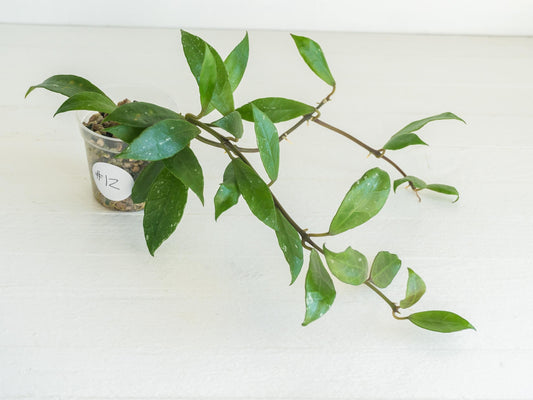 Hoya 'Rebecca' | 2-Inch