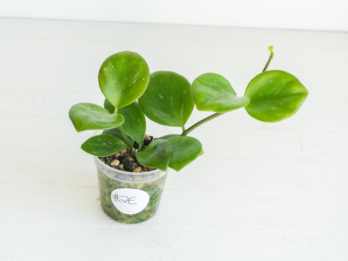 Hoya ‘Clamshell’ | 2-Inch