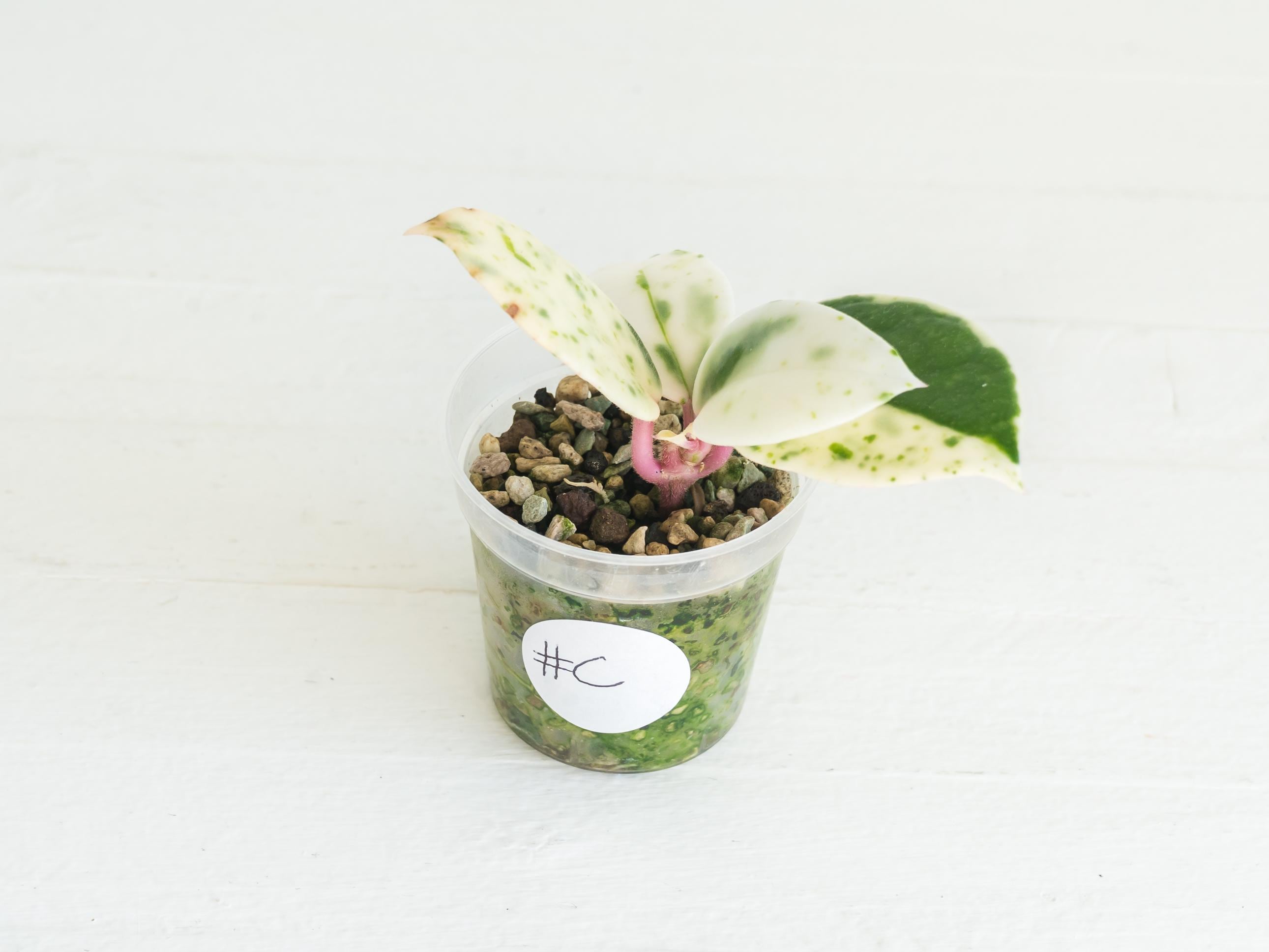 Hoya carnosa 'Madara Snow Angel' Rooted Cutting for Sale – Hoya