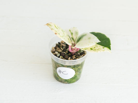 Hoya carnosa 'Madara Snow Angel' | 2-Inch