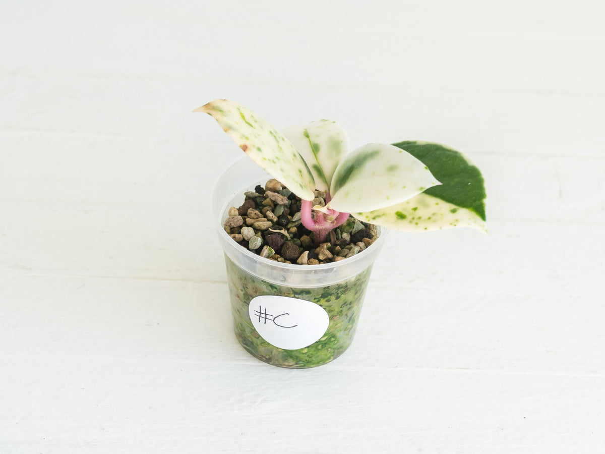 Hoya carnosa 'Madara Snow Angel' | 2-Inch