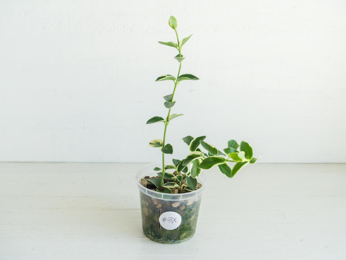 Hoya cumingiana (Albo | Outer Variegated) | 3-Inch