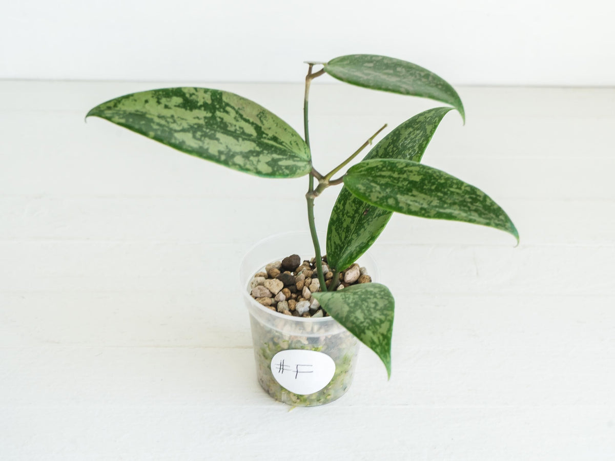Hoya 'Wibergiea Pink Crush' (DMW-001-U) [verticillata (ex. wibergiea) x unknown] | 2-Inch