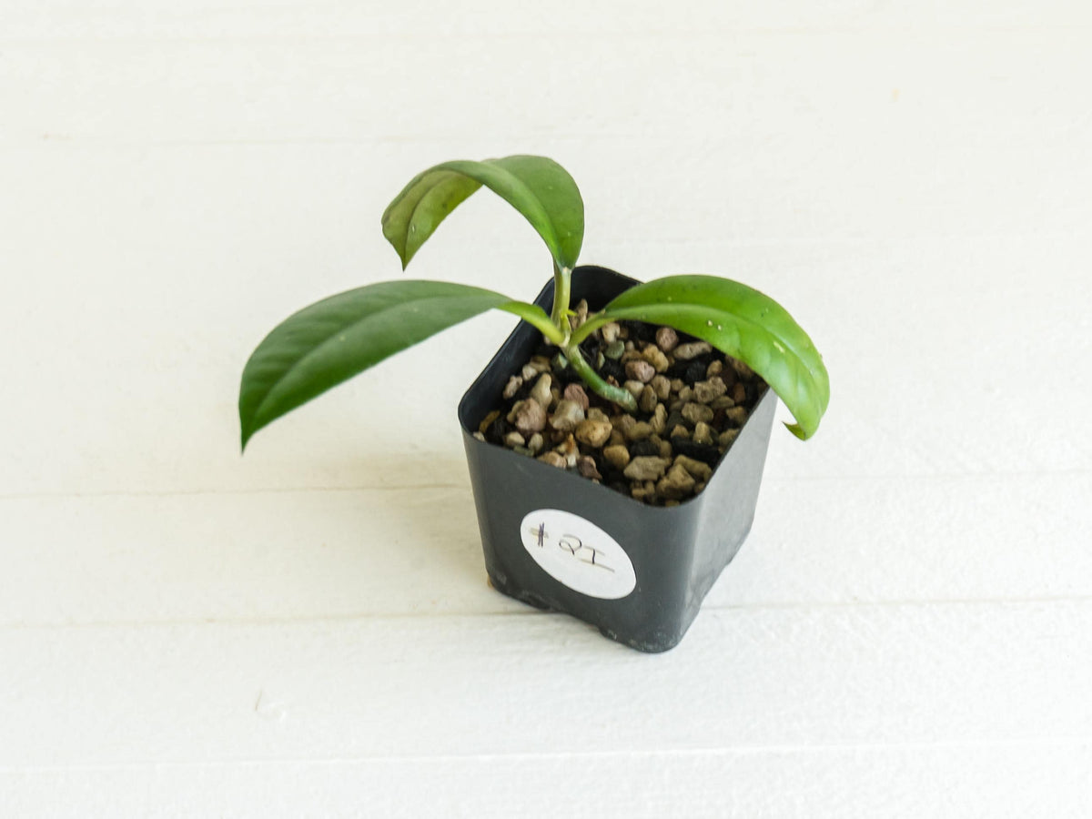 Hoya gunung gading | 2-Inch