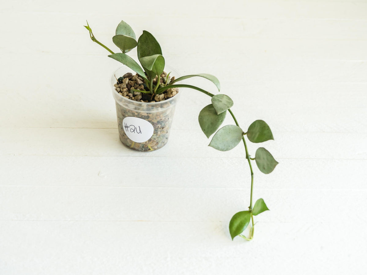Hoya lacunosa 'Silver Mint Coin'