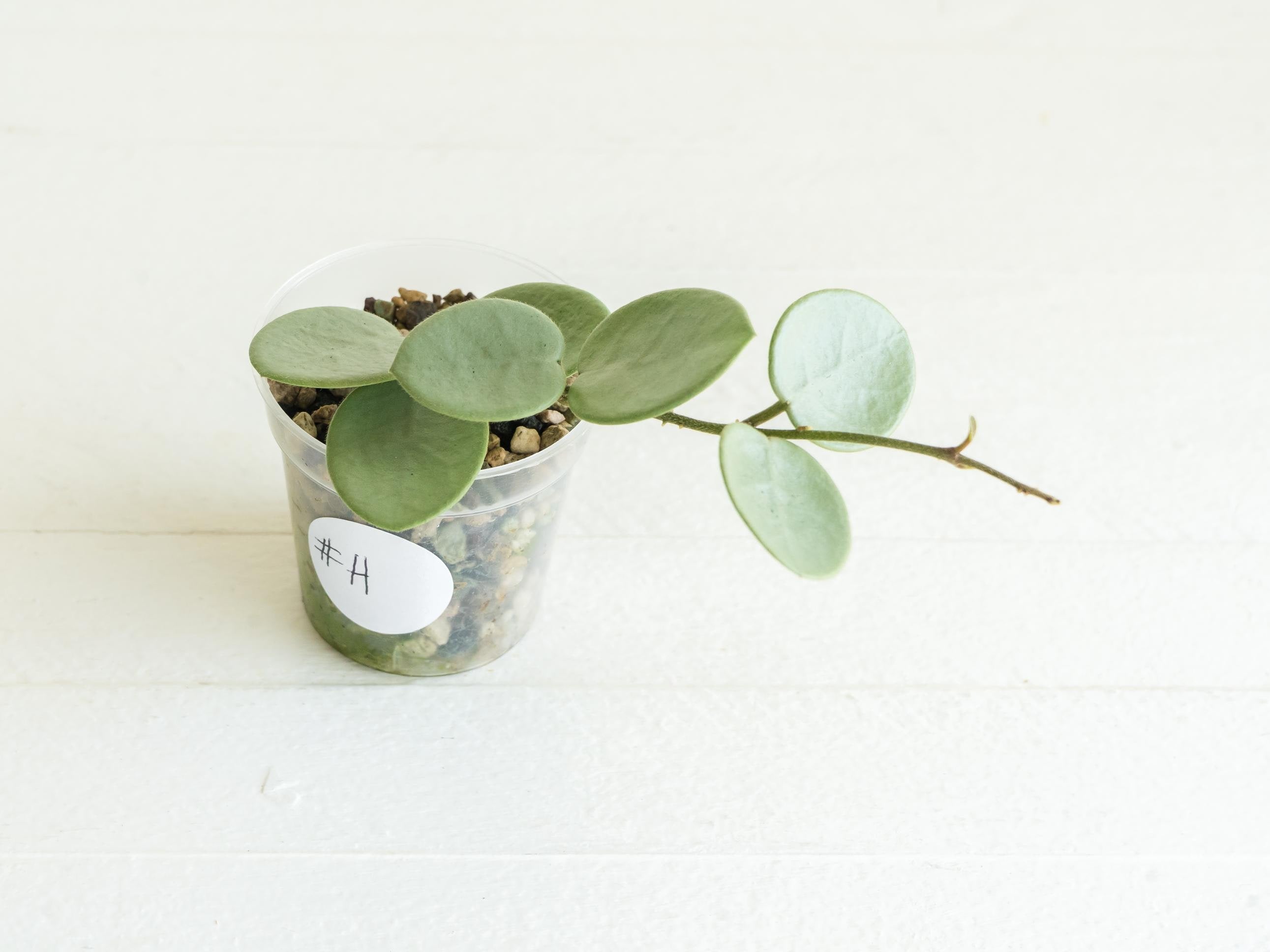 Hoya 'Grey Fairy' Rooted Cutting | Rare Silver Hoya Plant – Hoya