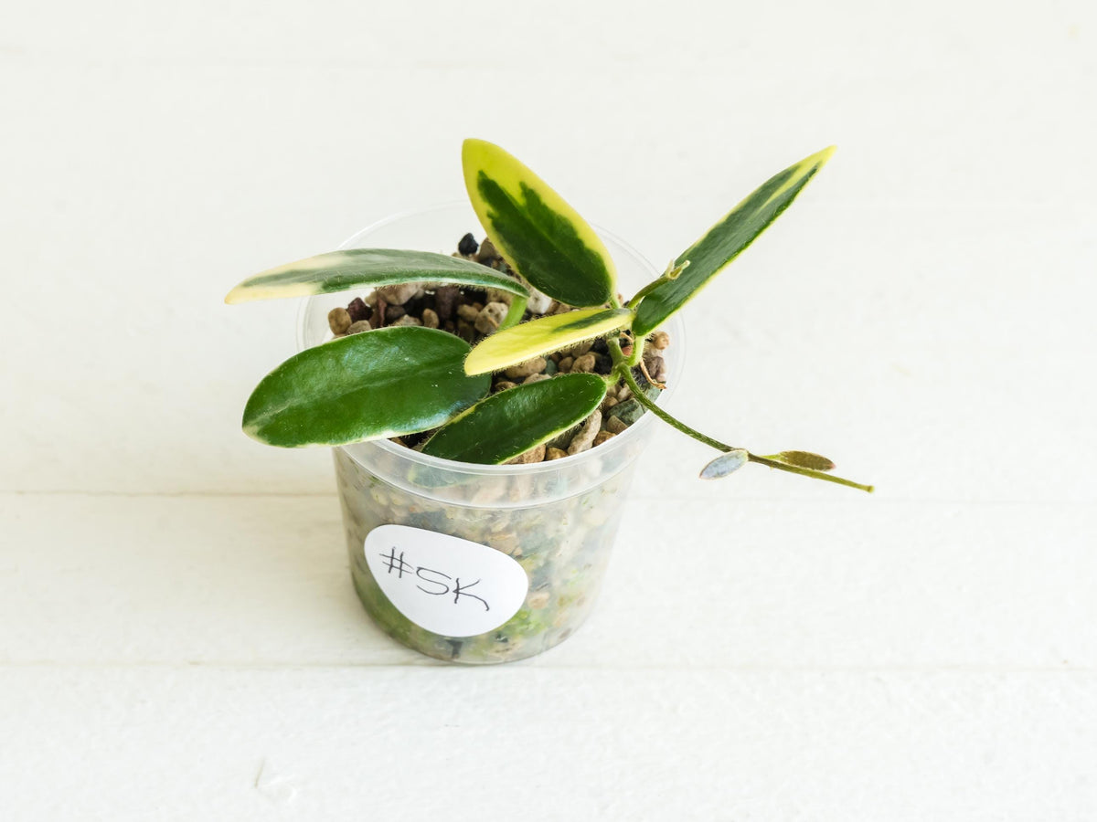 Hoya lyi 'Prism' (Pink Flower) | 2-Inch