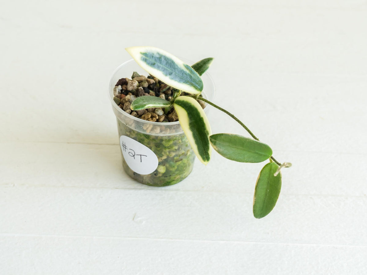 Hoya lyi 'Prism' (Pink Flower) | 2-Inch