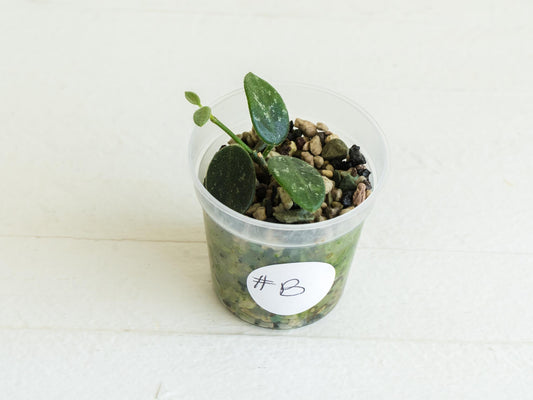 Hoya 'Lotus Bena' | 2-Inch