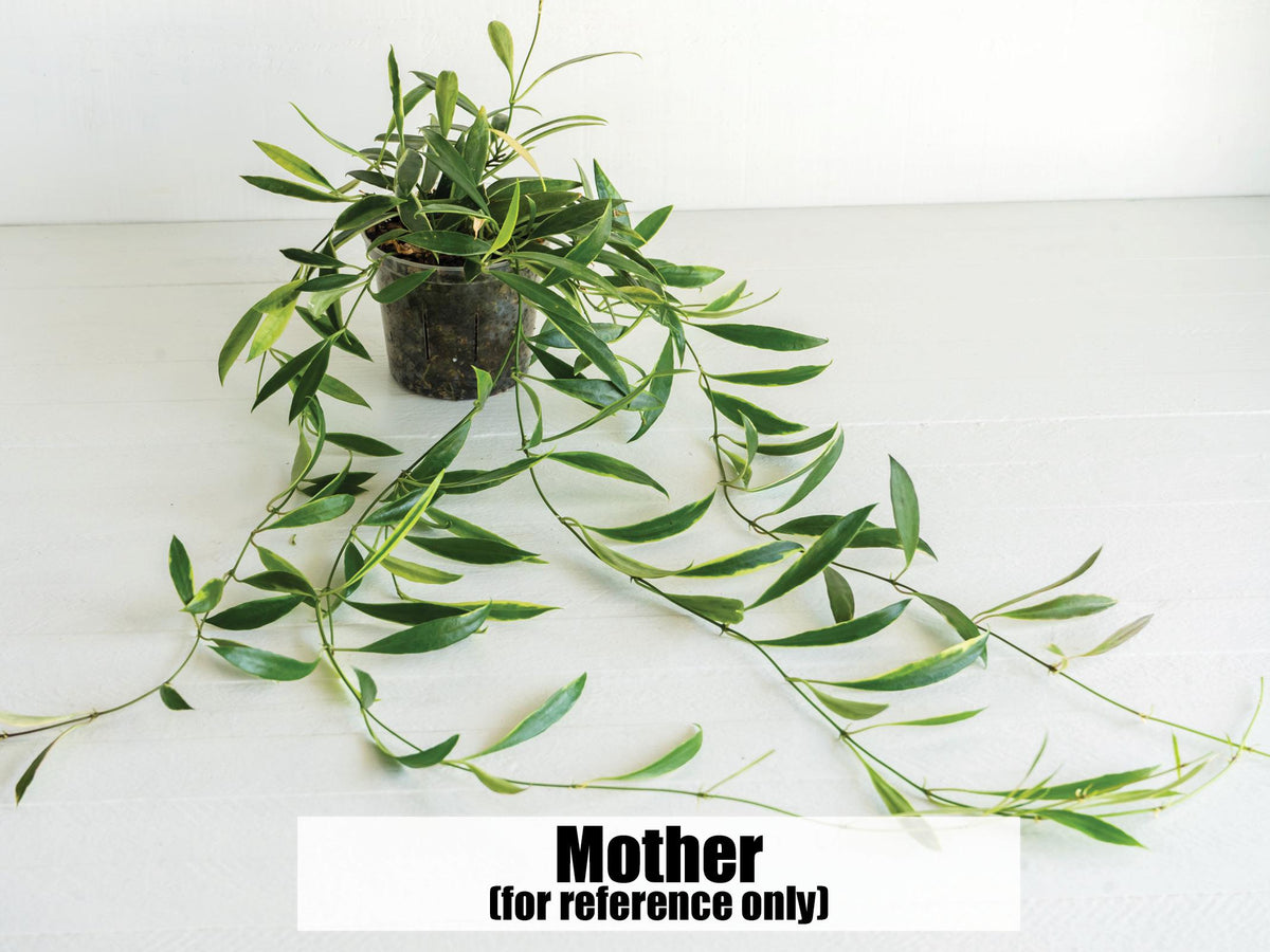 Hoya tsangii (Outer Variegated / Albo) | 2-Inch Pot
