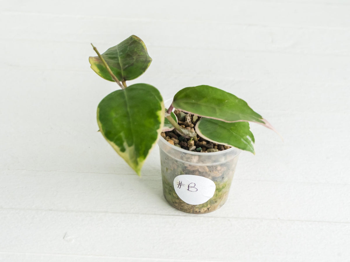 Hoya panglai (Outer Variegated/Albo) | 2-Inch