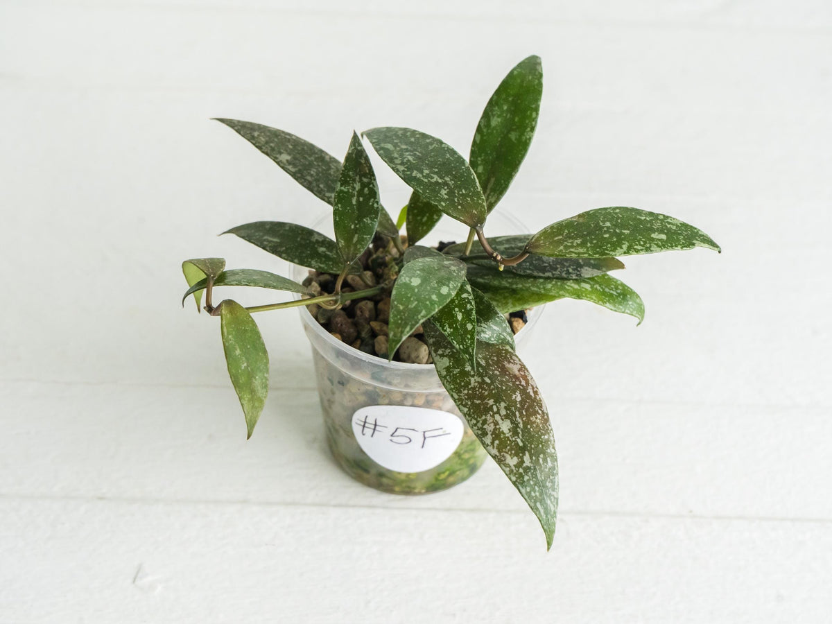 Hoya lacunosa 'Laos Full Splash' | 2-Inch