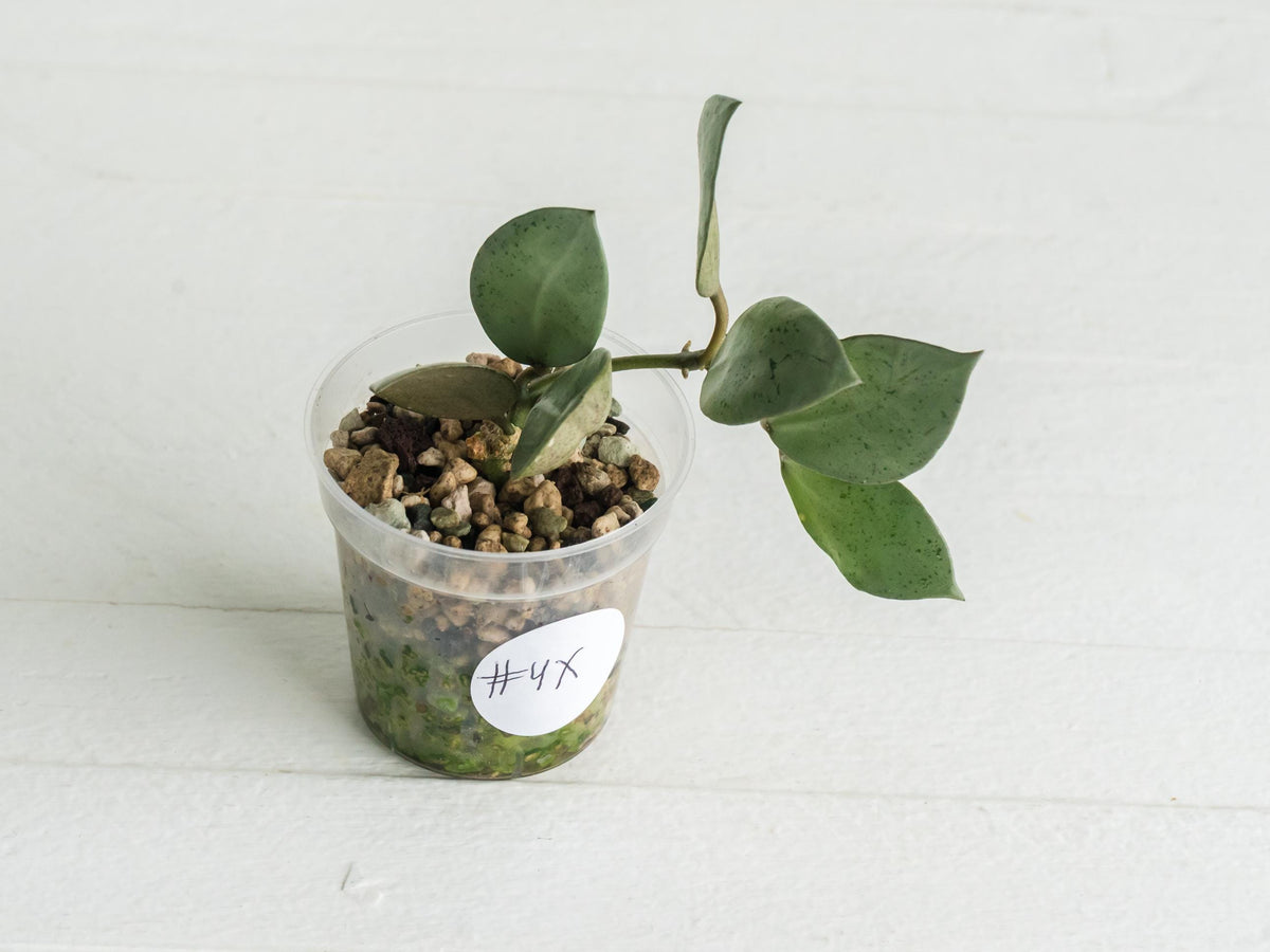 Hoya lacunosa 'Silver Mint Coin'