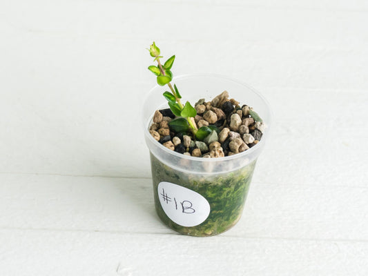 Hoya chinghungensis (Inner variegated) | 2-Inch