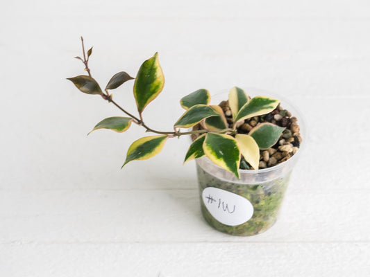 Hoya bakoensis (Outer Variegated - Albo) | 2-Inch