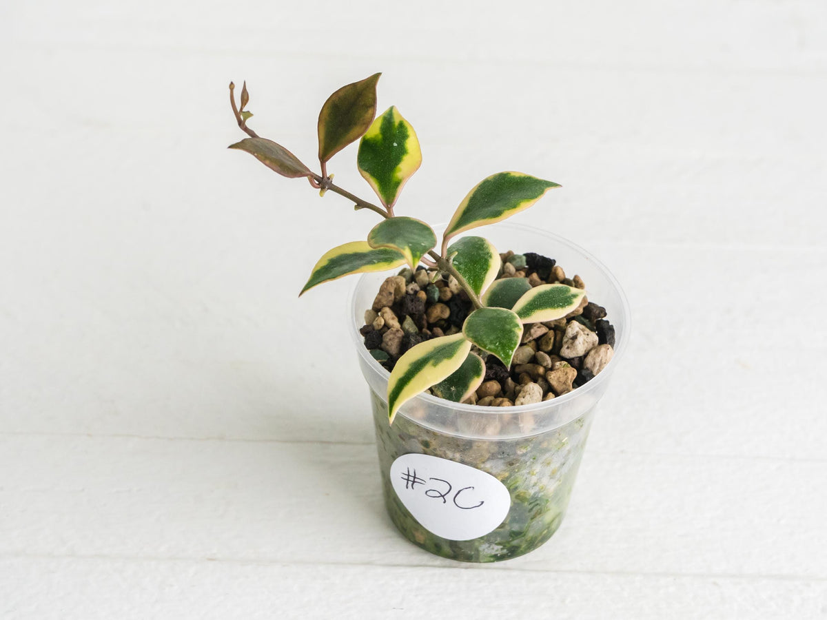 Hoya bakoensis (Outer Variegated - Albo) | 2-Inch