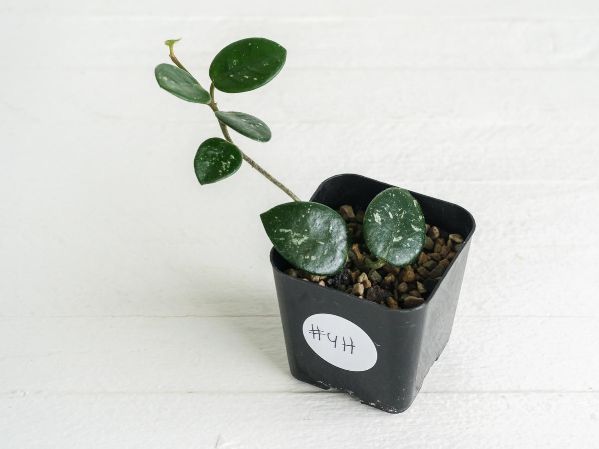 Hoya 'Mathilde' | 2-Inch