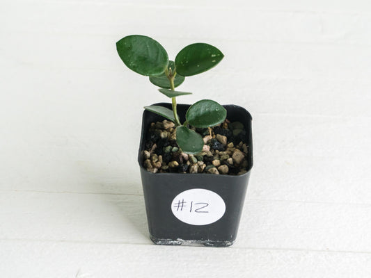 Hoya 'Mathilde' | 2-Inch