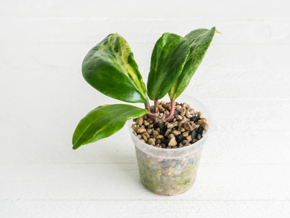 Hoya 'Crocodile' | 2-Inch