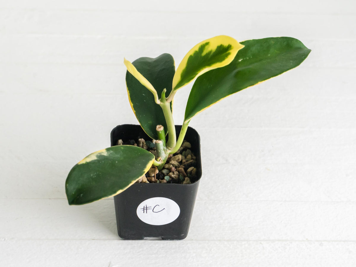 Hoya easo daklak | 2-Inch
