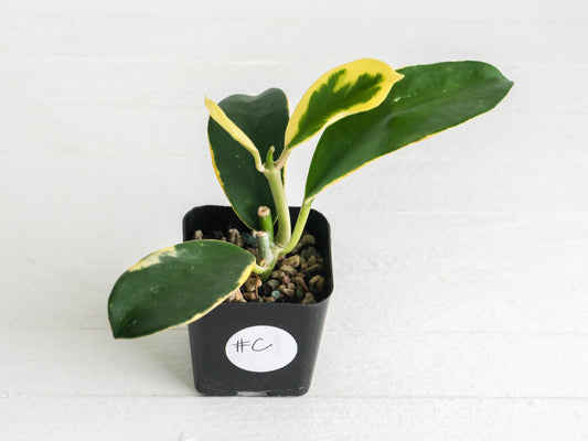 Hoya easo daklak | 2-Inch