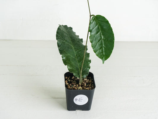 Hoya versteegii | 2-Inch