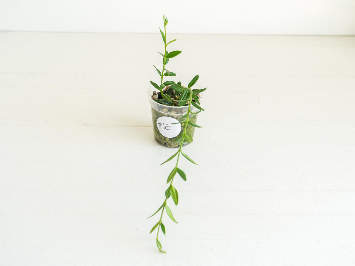 Hoya engleriana (Vietnam) | 2-Inch