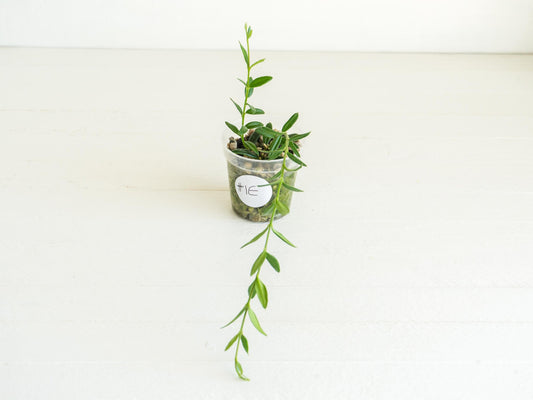 Hoya engleriana (Vietnam) | 2-Inch