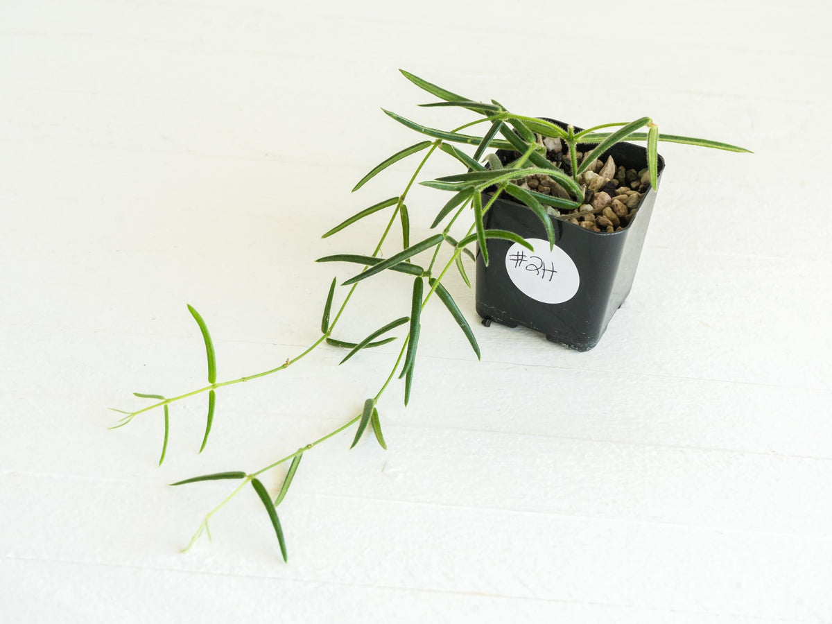 Hoya linearis | 2-Inch