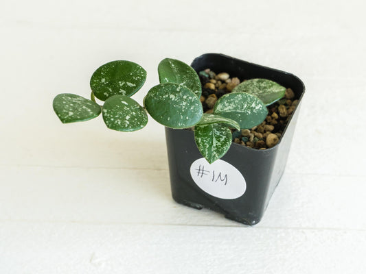 Hoya 'Mathilde' (Splash) | 2-Inch