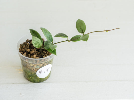 Hoya Kalimantan 'Coin' (Silver) | 2-Inch