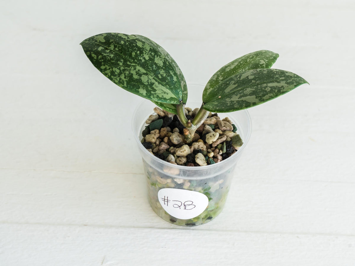 Hoya 'Wibergiae Round Leaf' (DMW-001-C) [verticillata (ex. wibergiea) x unknown] | 2-Inch