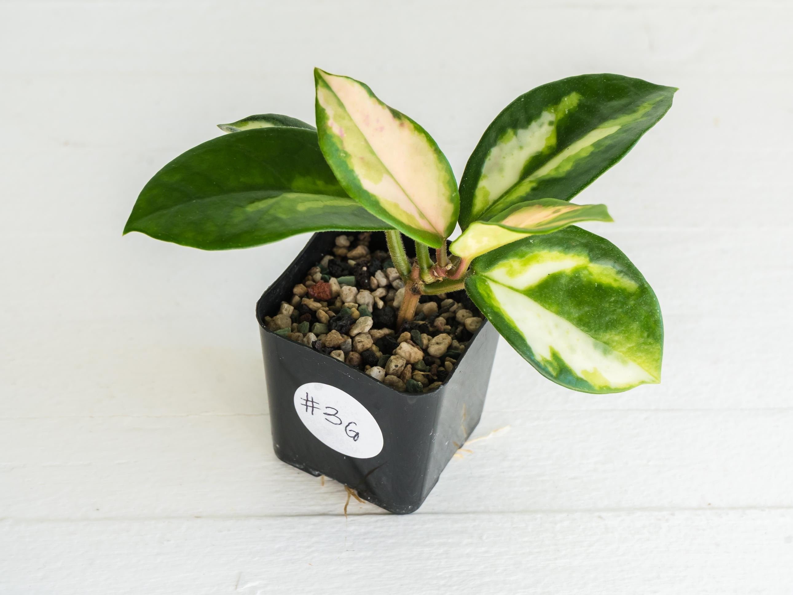 Hoya carnosa 'Madara Green Edge' Rooted Cutting | 2