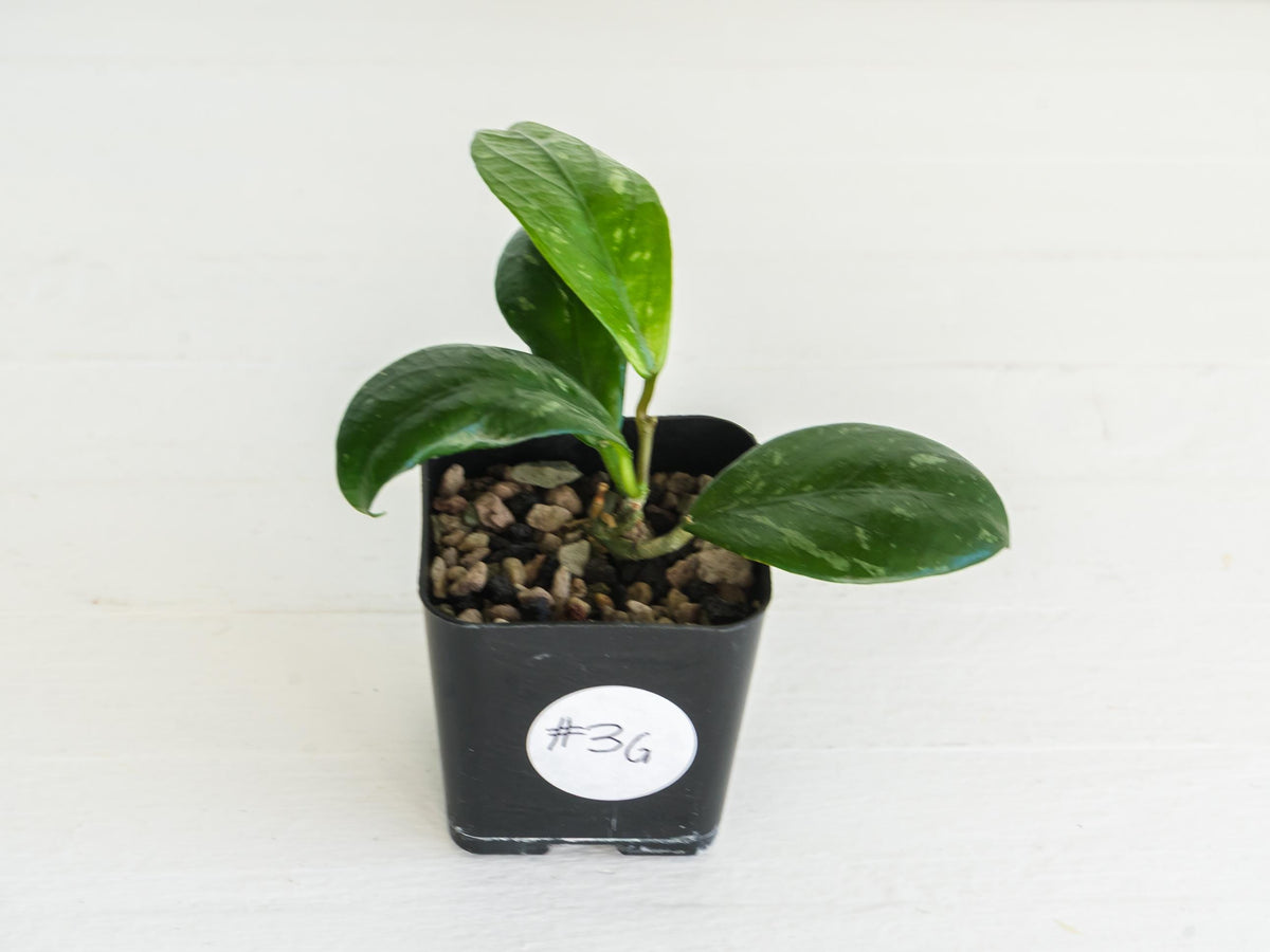 Hoya Lai Chau Splash | 2-Inch