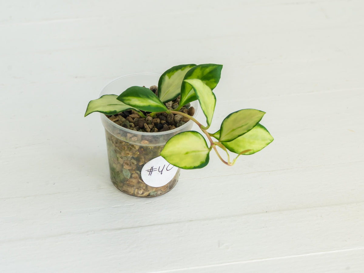 Hoya heuschkeliana (Inner Variegated) | 2-Inch