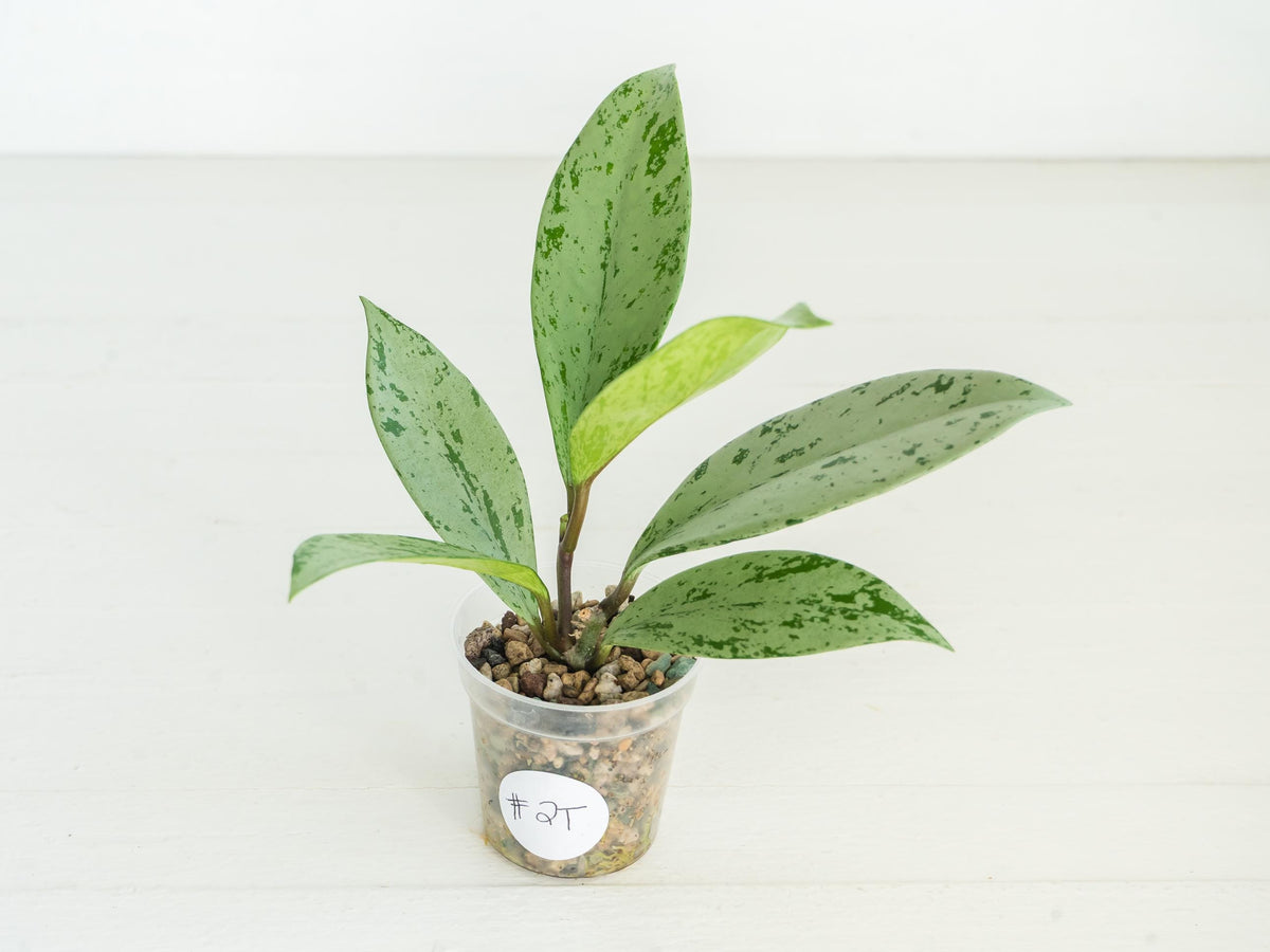 Hoya pubicalyx 'Pink Silver Ghost' | 2-Inch