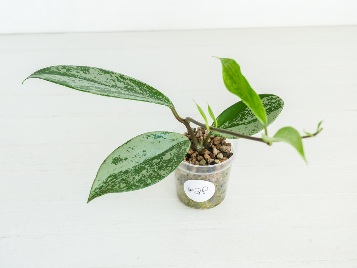 Hoya pubicalyx (Splash) | 2-Inch