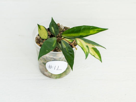 Hoya lacunosa (Inner Variegated) | 2-Inch