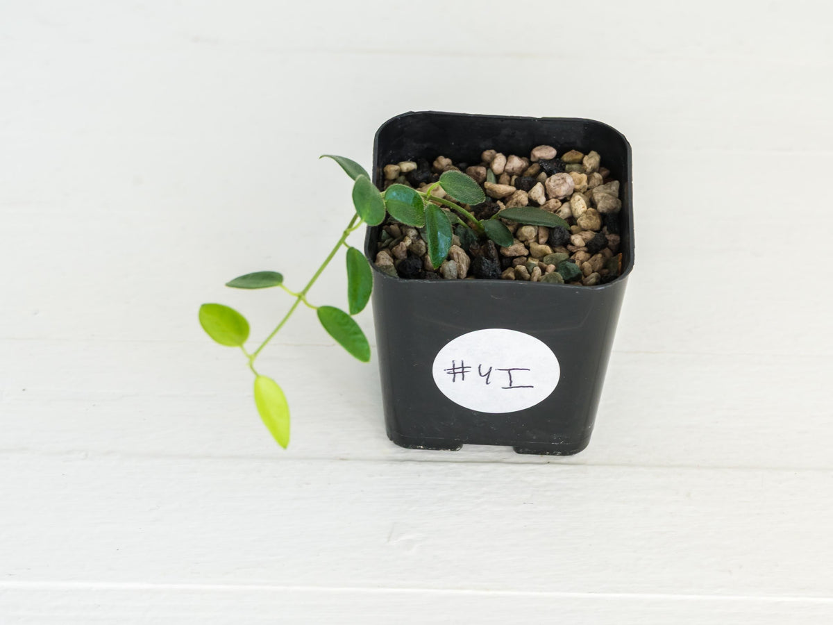 Hoya pulleana (IM-02) | 2-Inch