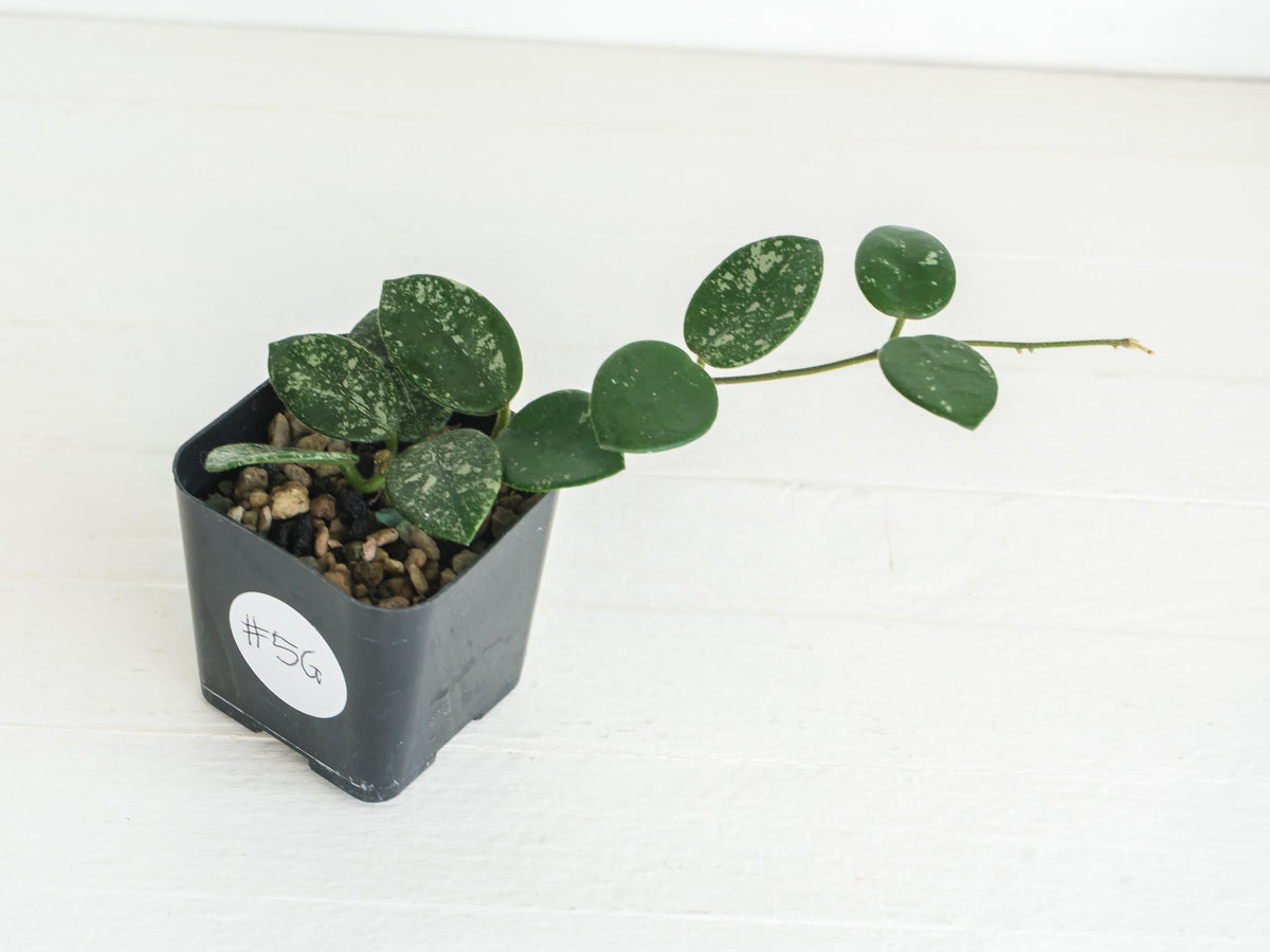 Hoya 'Mathilde' (Splash) | 2-Inch
