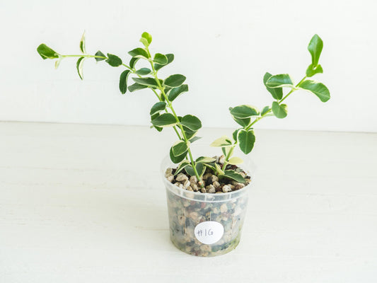 Hoya cumingiana (Albo | Outer Variegated) | 3-Inch